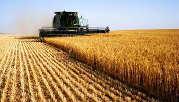 Brasil pode estar entre os 10 maiores exportadores de trigo nesta temporada
