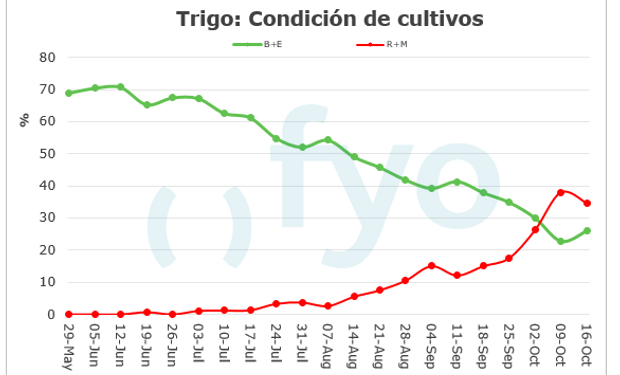 Trigo: hubo una leve mejora en la condición.