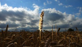 Producción récord de trigo en Brasil: en 10 años esperan exportar más de media cosecha argentina