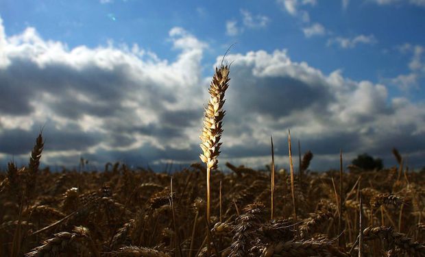 Producción récord de trigo en Brasil: en 10 años esperan exportar más de media cosecha argentina
