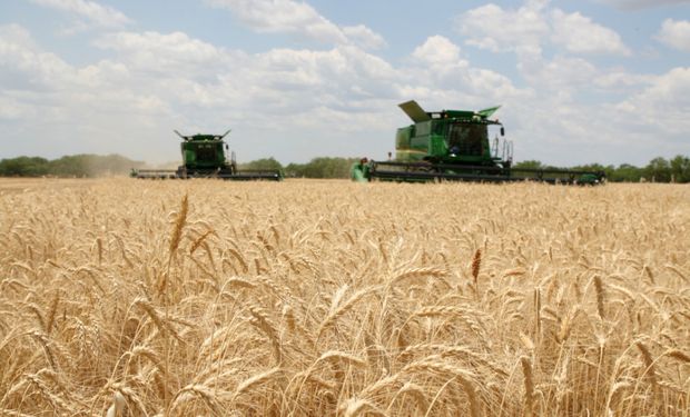 Promedio de 10,2 qq/ha: qué dicen los primeros resultados de la cosecha de trigo