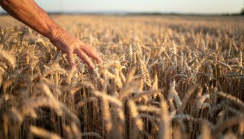 Cosecha de trigo: expertos presentarán las claves para reducir pérdidas, usar menos combustible y mejorar la durabilidad de la máquina