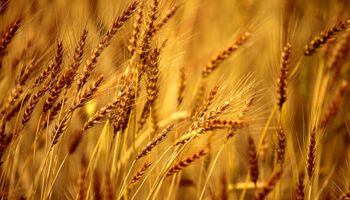 El trigo cae presionado por un área sembrada en EEUU mayor a la prevista