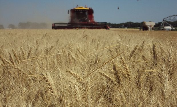 Cómo ajustar el manejo del trigo en un escenario particular: las claves para apuntar a un buen margen