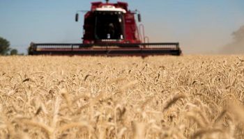Se aceleró la cosecha de trigo en el centro norte de Santa Fe y un 60 % está en estado malo a regular