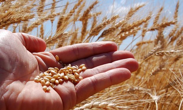 Campaña triguera 2025/26: se sembrarían 6,7 millones de hectáreas y se producirían 20,5 millones de toneladas