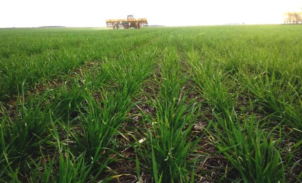 Zona núcleo: el trigo aseguraría un piso de rendimiento de 30 a 40 quintales por hectárea