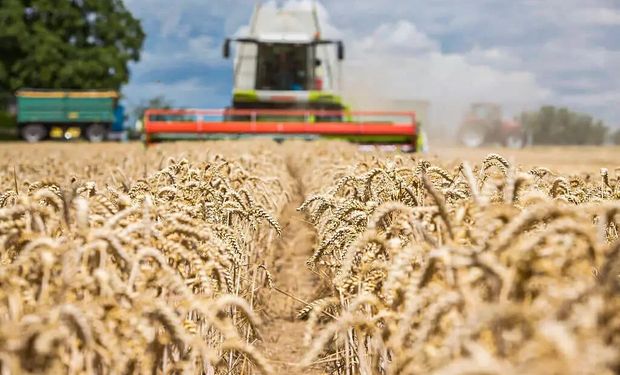 Cotação do trigo busca sustentação em ajuste técnico de Chicago