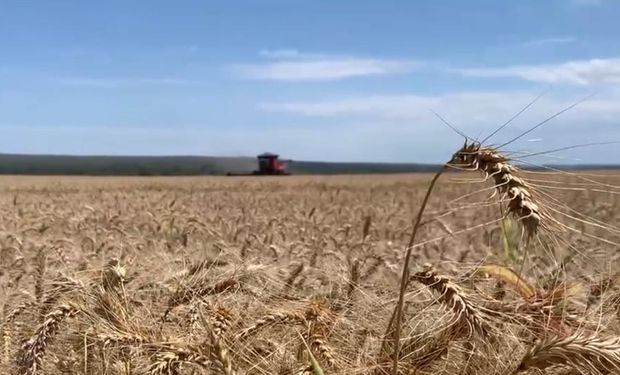 Lavoura de trigo no Cerrado brasileiro. (foto - Daniel Azevedo Duarte)