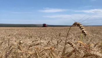 Cotação do trigo soma 2,43% de baixa em novembro 