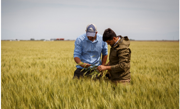 Trigo de DONMARIO: las dos nuevas variedades que el semillero líder ofrece a productores