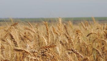 Mato Grosso do Sul será estratégico para autossuficiência em trigo no Brasil