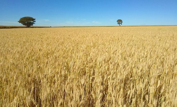 Trigo tropical da Embrapa apresenta rendimento 12% superior em anos secos