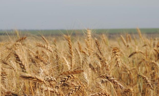 Trigo é o cereal mais consumido no mundo pelos humanos depois do leite e de seus derivados. (foto - divulgação Embrapa)