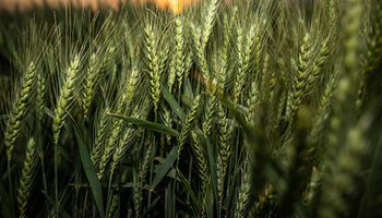 Conab atualiza preços mínimos do trigo