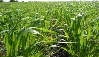 Zona núcleo: el trigo podría perder hasta un 30 % de rinde y se compromete la siembra de maíz