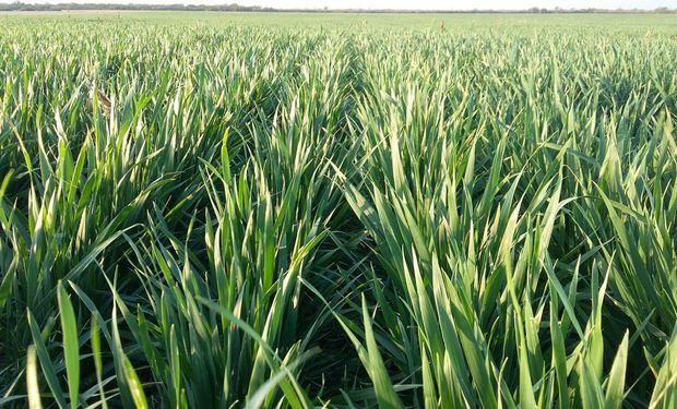 La falta de lluvias amenaza el rendimiento del trigo en zona núcleo: ¿Se podría revertir?
