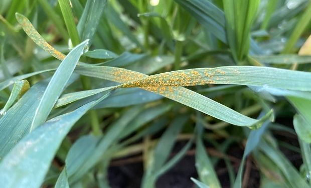 Ya detectan enfermedades en trigo: las claves para que el monitoreo de los lotes sea exitoso