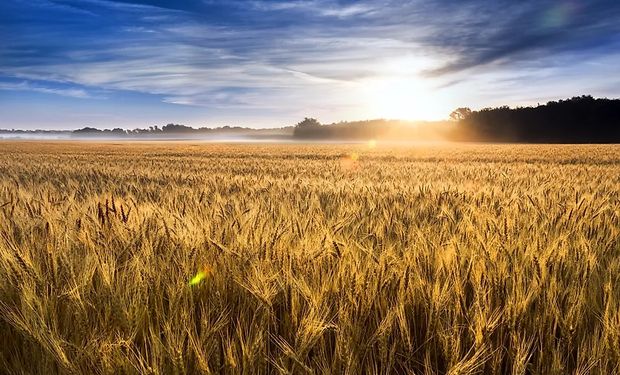 Clima adverso: el trigo de Estados Unidos enfrenta una de las peores campañas de la historia