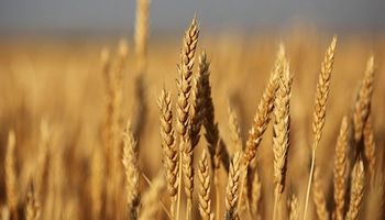El trigo trepó a un máximo de dos meses y la soja cayó frente a los temores de rebrote de Covid