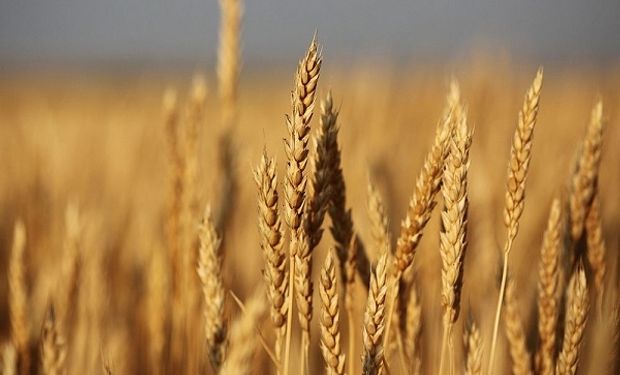 El trigo trepó a un máximo de dos meses y la soja cayó frente a los temores de rebrote de Covid