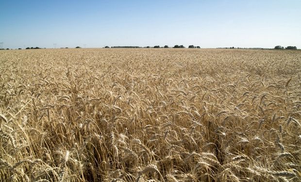 Con el mejor rinde promedio en más de 20 años, la cosecha de trigo alcanzaría una nueva marca histórica
