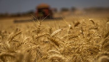 Sorpresa para el trigo, "cóctel" explosivo en el mercado de granos y charlas sobre el atraso del dólar
