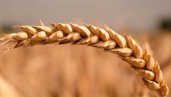 Cotação do trigo passa ao terreno negativo em fevereiro
