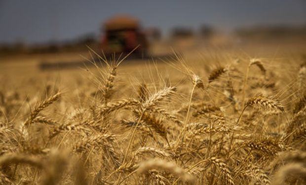 Trigo russo tem se mostrado competitivo, inundando o mercado e dominando importação no norte da África. (foto - CNA)