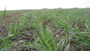 La falta de humedad amenaza el potencial de rendimiento del trigo