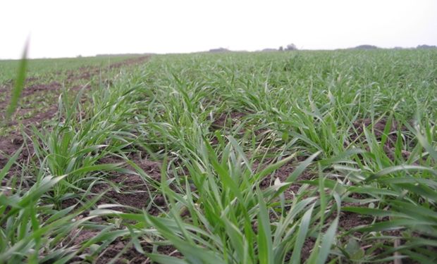 La falta de humedad amenaza el potencial de rendimiento del trigo