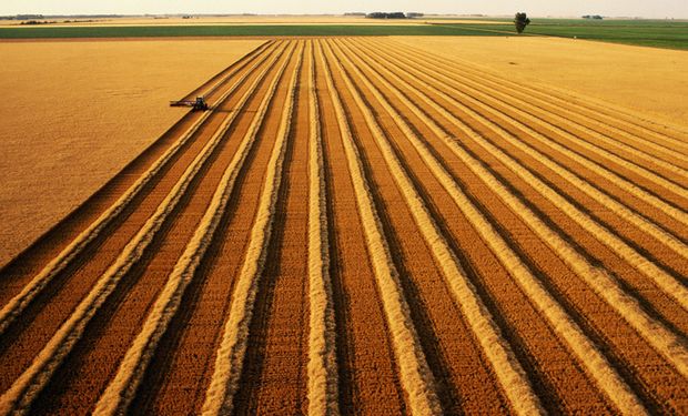 Argentina pode ter quebra acima dos 30% na safra de trigo devido ao clima. (foto - CNA)