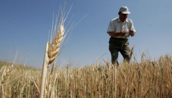La incertidumbre geopolítica impacta sobre el trigo, que reafirmó la tendencia alcista
