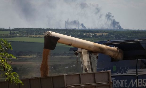 Bajas de US$ 18: el trigo borra la ganancia por la guerra tras el acuerdo entre Rusia y Ucrania