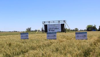 Argentina autorizó la venta del primer trigo transgénico del mundo