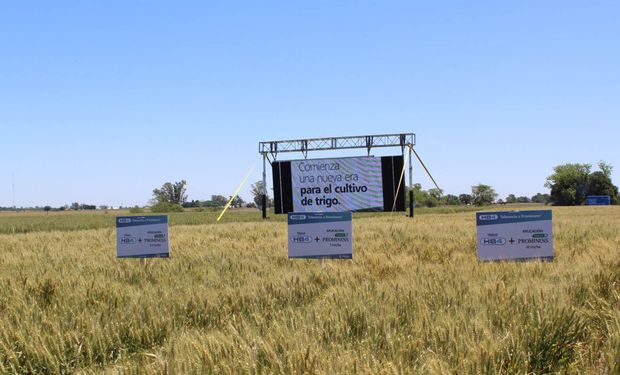 Argentina autorizó la venta del primer trigo transgénico del mundo