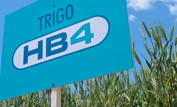 Brasil aprobó de forma definitiva el trigo HB4 y Bioceres espera un ingreso de hasta US$ 20 millones para el 2024