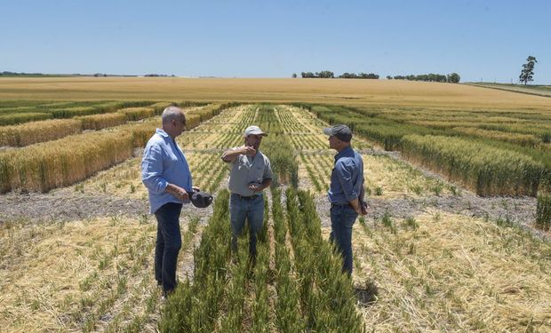 Funcionarios del Gobierno visitaron un campo de trigo HB4: "Se pudo notar la reacción del cultivo ante la situación de escasez hídrica"