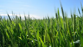 ¿Cómo sigue el proceso de aprobación del trigo tolerante a sequía de Bioceres?