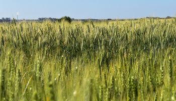 Así se ve el trigo HB4 en el campo: qué pasó con el rinde en las variedades del cereal tolerante a la sequía