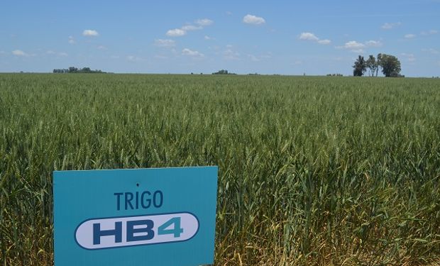 El Gobierno oficializó la aprobación del trigo tolerante a sequía y Bioceres contó cuándo esperan la autorización de Brasil