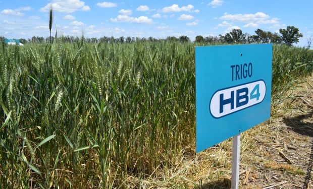 El trigo HB4 se mete en el mercado: cada vez más molinos lo aceptan y Bioceres cuenta qué falta para el lanzamiento comercial