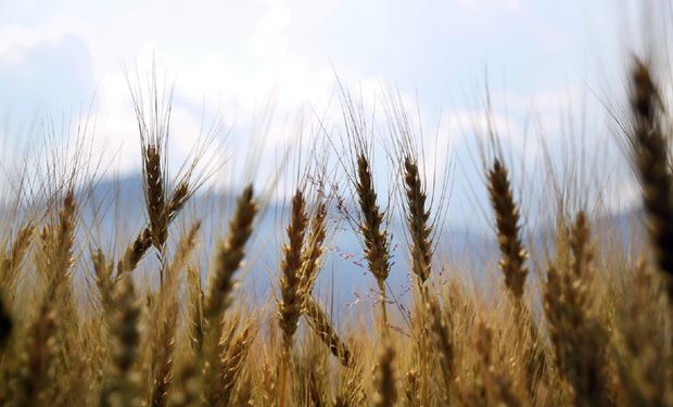 Trigo HB4: el Gobierno presentó el sistema de trazabilidad para el cereal transgénico