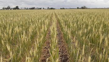 El día de octubre que dejó un escenario dramático para el trigo: estiman 15 millones de toneladas, aunque puede empeorar
