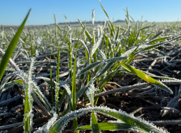 noticiaspuertosantacruz.com.ar - Imagen extraida de: https://news.agrofy.com.ar/noticia/210165/impacto-segundo-invierno-mas-crudo-60-anos-y-zonas-que-tendran-miles-hectareas-menos