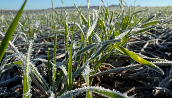 El impacto del segundo invierno más crudo en 60 años y las zonas que tendrán miles de hectáreas menos de trigo: ¿El frío quema las hojas?