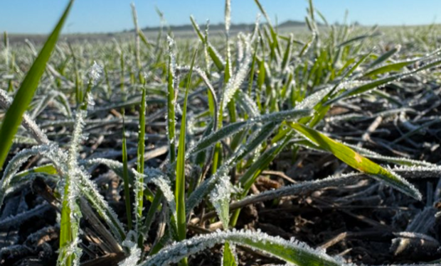 El impacto del segundo invierno más crudo en 60 años y las zonas que tendrán miles de hectáreas menos de trigo: ¿El frío quema las hojas?