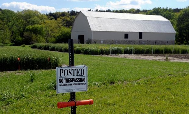 Syngenta quiere sacudir el mercado con un trigo híbrido