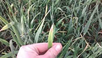 La falta de lluvias impacta en el trigo y aparecen los primeros lotes regulares en zona núcleo