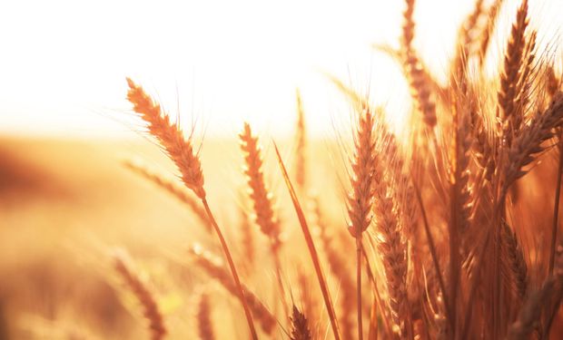 El trigo cerró con fuertes subas y contagió a la soja: el factor que vieron los operadores